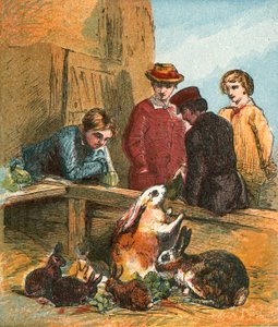 Conejos