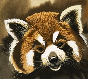 Mapache