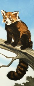 Mapache