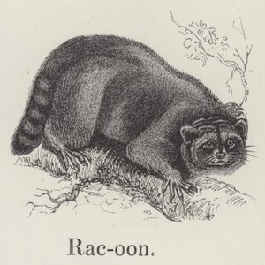 Mapache (grabado) de English School