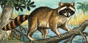 Mapache de English School