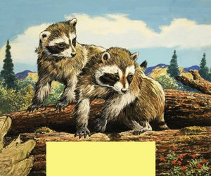 Mapaches de English School