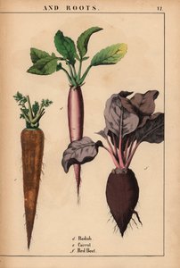 Rábano, zanahoria y remolacha roja.  , de "The Instructive Picturebook, or Lessons from the Vegetable World", [Charlotte Mary Yonge], Edimburgo de English School