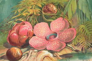 Rafflesia Arnoldii, flor gigante de las selvas tropicales de Sumatra