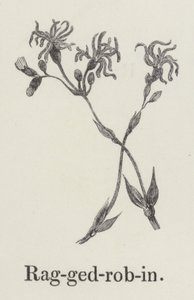 Ragged robin de English School