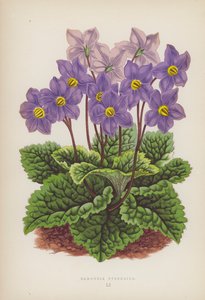 Ramondia Pyrenaica (litografía en color) de English School