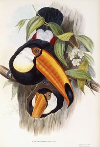 Ramphastos Toco de English School
