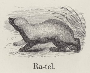 Ratel (grabado) de English School