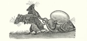 Ratas llevando a casa un huevo (grabado) de English School