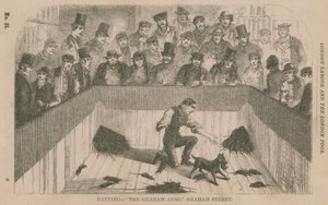 Caza de ratas en el Graham Arms, Graham Street, Londres de English School