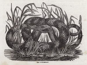 Serpiente de cascabel de English School