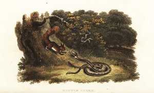 Serpiente de cascabel encantando a una ardilla para que baje de un árbol