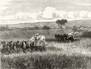 Cosecha en el sur de Adelaida, c.1880, de 