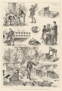 Cría de Faisanes, Bocetos en la Faisanería del Duque de Norfolk en Angmering Park, Sussex de English School