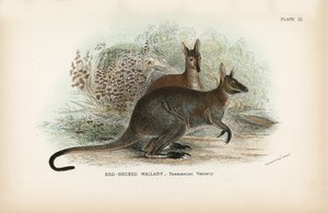 Wallaby de cuello rojo, variedad de Tasmania