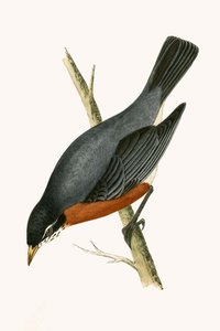Zorzal pechirrojo, ilustración de 