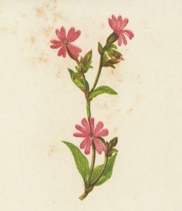 Campión rojo, Lychnis Dioica (litografía en color) de English School