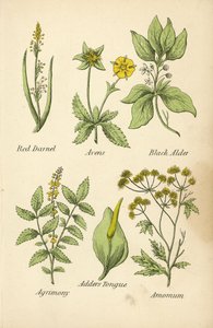 Darnel rojo, avens, aliso negro, agrimonia, lengua de víbora, amomum (litografía en color) de English School