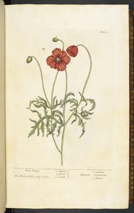 Amapola roja, placa 2 de 