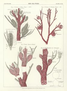 Alga roja de English School
