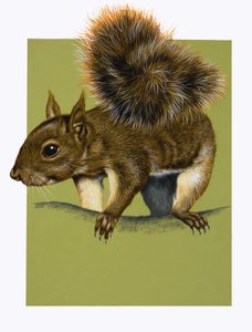 Ardilla roja (gouache sobre papel) de English School