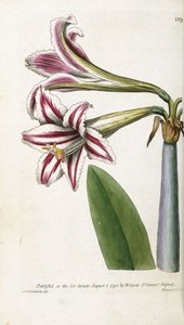 Lirio rayado rojo y blanco, 1799-1810 de English School