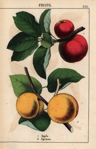 manzanas rojas y albaricoques   , de "The Instructive Picturebook, or Lessons from the Vegetable World", [Charlotte Mary Yonge], Edimburgo de English School