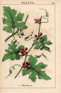 Bryony rojo con frutos rojos. Bryonia dioica   , de "The Instructive Picturebook, or Lessons from the Vegetable World", [Charlotte Mary Yonge], Edimburgo de English School