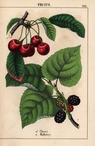 Cerezas rojas y frutos de mora   , de "The Instructive Picturebook, or Lessons from the Vegetable World", [Charlotte Mary Yonge], Edimburgo de English School