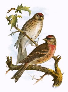 Pollos rojos