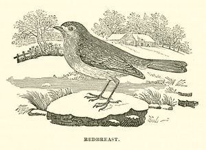 Pechirrojo (grabado)