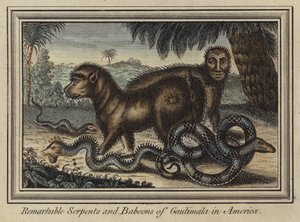 Serpientes y babuinos notables de Guatemala en América