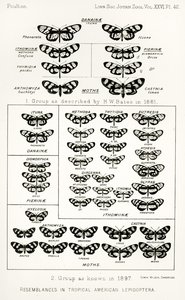 Similitudes en lepidópteros americanos tropicales, ilustración de The Hope Reports, Vol. II, 1897-1900, editado por Edward B. Poulton, Oxford, 1901