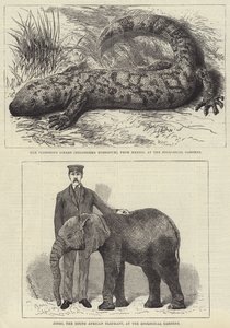 Residentes del Zoológico de Londres de English School