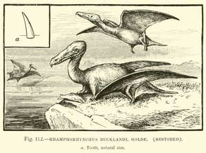 Rhamphorhynchus Bucklandi, Goldf, restaurado de English School