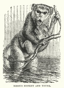 Mono Rhesus y cría (grabado) de English School