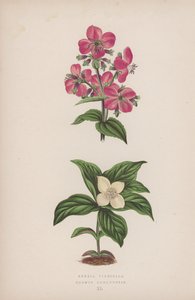 Rhexia Virginica; Cornus Canadensis (litografía en color) de English School