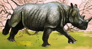 Rinoceronte