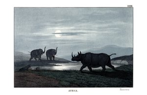 Rhinoceros de English School