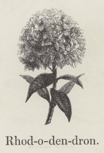 Rhododendron de English School