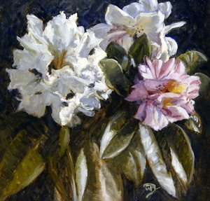 Rhododendron