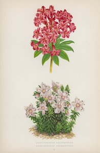 Rhododendron Ferrugineum; Rhododendron Chamaecistus (litografía en color) de English School