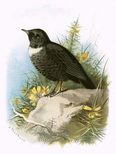 Mirlo Capiblanco