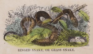 Serpiente de collar o culebra de agua
