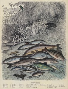 Peces de río de English School