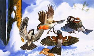 Petirrojo Luchando contra Otros Pájaros