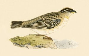Gorrión roquero, ilustración de 