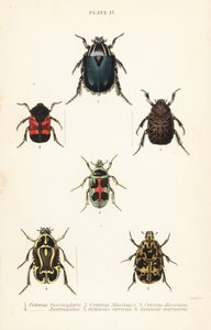 Escarabajos cetonia: Cetonia fascicularis 1, Heterorhina macleayi 2, Gametoides subfasciata 3, escarabajo violinista, Eupoecila australasiae 4, Gymnetis hieroglyphica 5 y Gymnetis marmorea 6 de English School