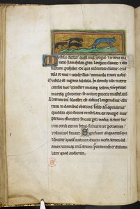 Real 12 F.XIII, f.43v Ratones persiguiendo a un gato, de Bestiario (ff. 3-141), Lapidary (ff. 141v-149)  , segundo cuarto del siglo XIII (vitela)