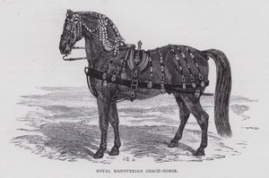 Caballo de carruaje hanoveriano real (grabado) de English School